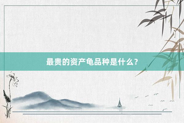 最贵的资产龟品种是什么？