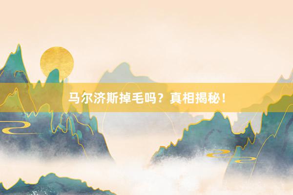 马尔济斯掉毛吗？真相揭秘！